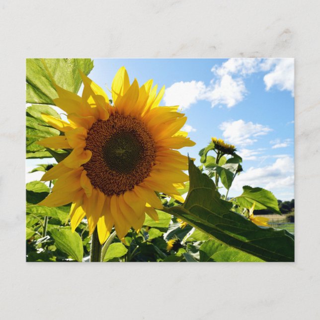 Sonnenblumen Postkarte (Vorderseite)