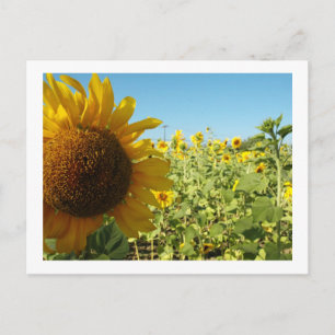Sonnenblumen Postkarte