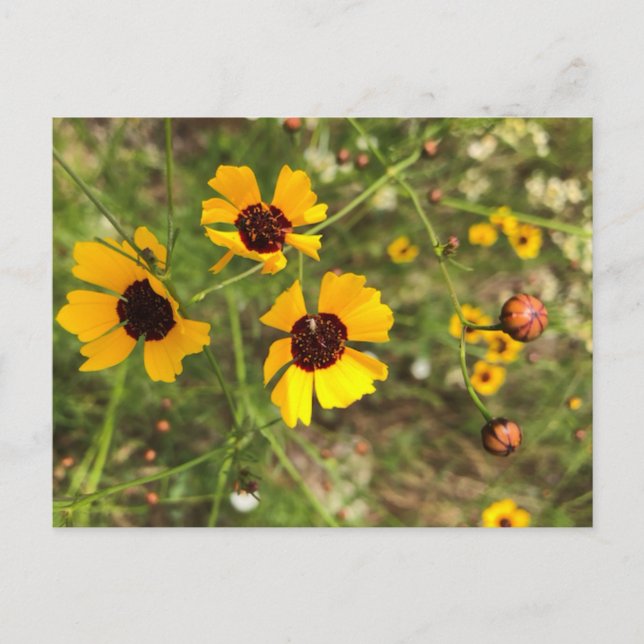 Sonnenblumen Postkarte (Vorderseite)