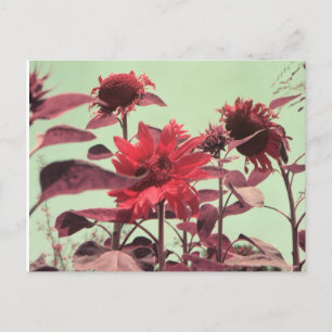 Sonnenblumen Postkarte