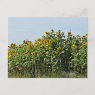 Sonnenblumen Postkarte