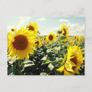 Sonnenblumen Postkarte