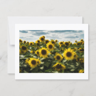 Sonnenblumen Postkarte