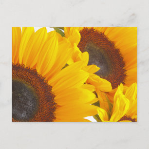 Sonnenblumen Postkarte