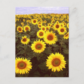 Sonnenblumen Postkarte