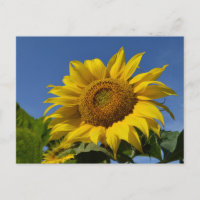Sonnenblumen