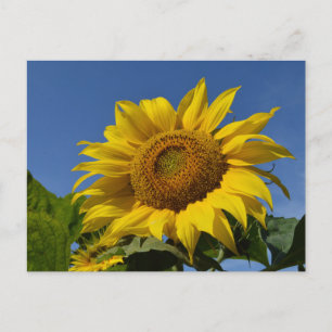 Sonnenblumen Postkarte