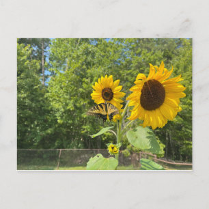 Sonnenblumen Postkarte