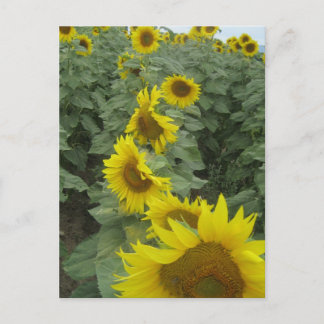 Sonnenblumen Postkarte