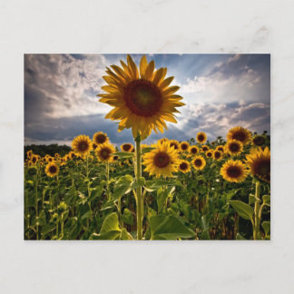 Sonnenblumen Postkarte