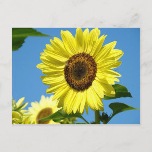 Sonnenblumen-Postkarte Sommerblumen Postkarte