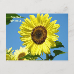 SONNENBLUMEN POSTKARTEN SONNIGE POSTKARTEN