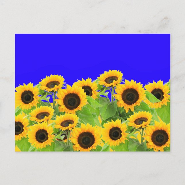 Sonnenblumen Postkarten Ukraine Flaggenfarben unte (Vorderseite)