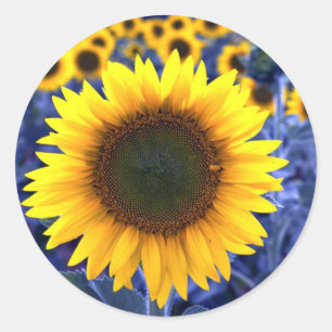 Sonnenblumen Runder Aufkleber