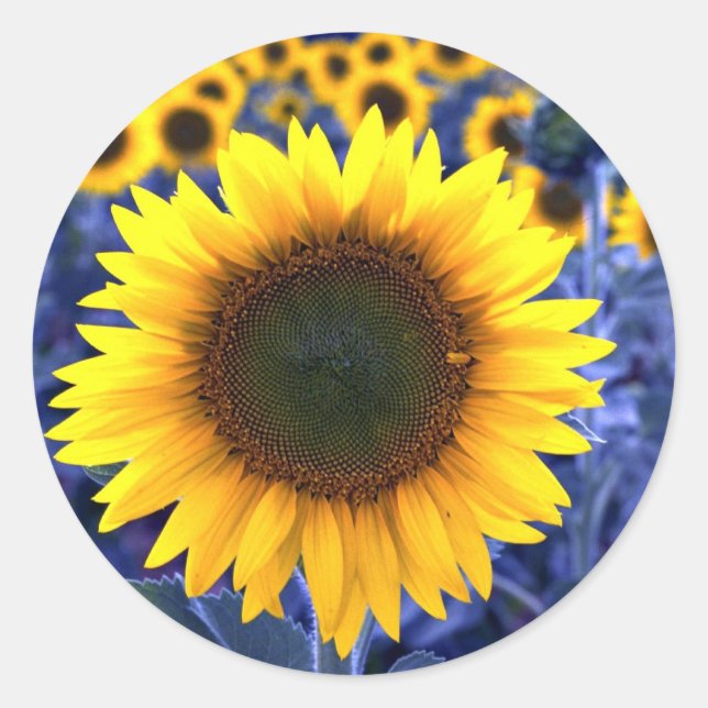 Sonnenblumen Runder Aufkleber (Vorderseite)