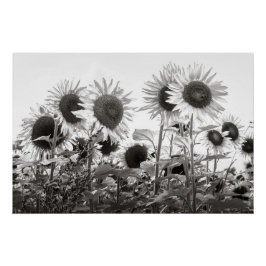 Sonnenblumen Schwarz-Weiß-Kunstfotografie Poster
