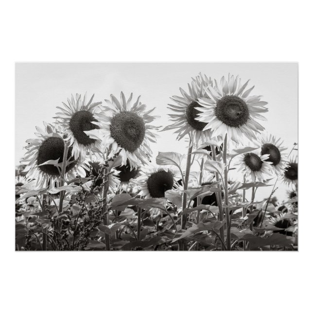 Sonnenblumen Schwarz-Weiß-Kunstfotografie Poster (Vorderseite)