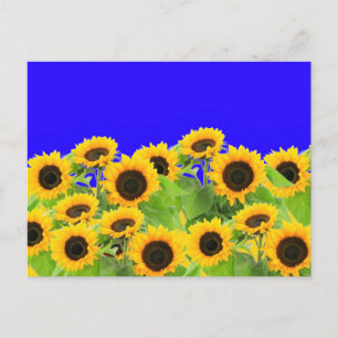 Sonnenblumen Sommer Postkarten