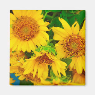 Sonnenblumen Stadtmarkt KC Farmer's Market Magnet
