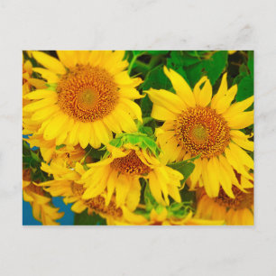 Sonnenblumen Stadtmarkt KC Farmer's Market Postkarte