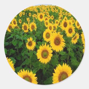 Sonnenblumen Sticker