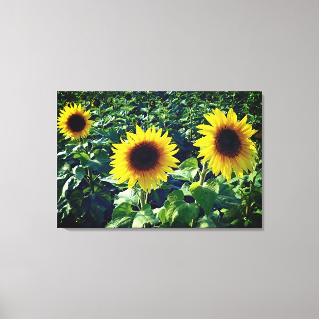 Sonnenblumen Trio Wrapped Canvas Print Leinwanddruck (Vorderseite)