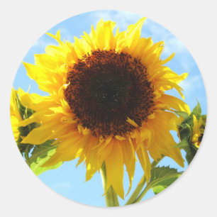 Sonnenblumen Umschlag Aufkleber oder Aufkleber