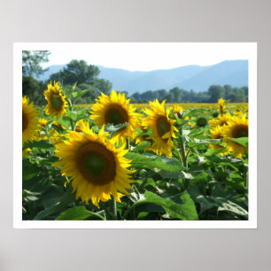 Sonnenblumen und Berge Poster
