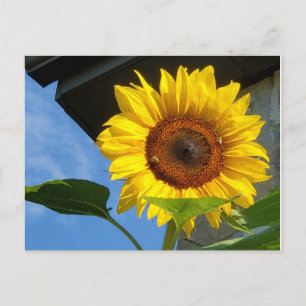 Sonnenblumen und Bienen Postkarte