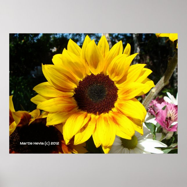 Sonnenblumen und Freunde Bouquet Poster (Vorne)