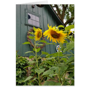 Sonnenblumen und grüne Scheune, Umschlag inbegriff
