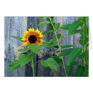 Sonnenblumen und Holzwand