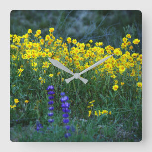Sonnenblumen und Lavendel Quadratische Wanduhr