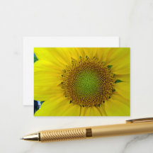 Sonnenblumen und Samen, Spirale, Goldenes Verhältn