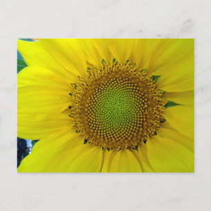 Sonnenblumen und Samen, Spirale, Goldenes Verhältn Feiertagspostkarte