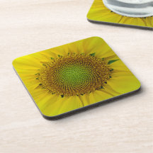 Sonnenblumen und Samen, Spirale, Goldenes Verhältn