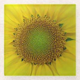 Sonnenblumen und Samen, Spirale, Goldenes Verhältn Glasuntersetzer