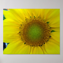 Sonnenblumen und Samen, Spirale, Goldenes Verhältn