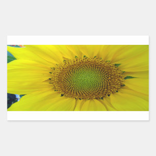 Sonnenblumen und Samen, Spirale, Goldenes Verhältn Rechteckiger Aufkleber