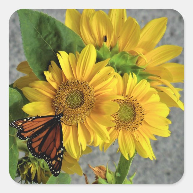 Sonnenblumen und Schmetterlingskleber Quadratischer Aufkleber (Vorderseite)