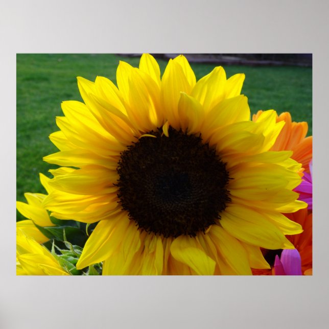 Sonnenblumen und Sonnenschein (2) Poster (Vorne)