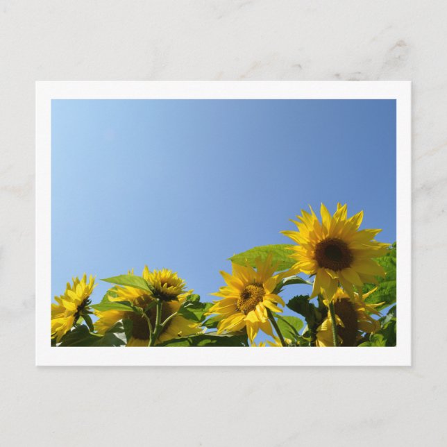 Sonnenblumen und Sonnenschein Postkarte (Vorderseite)