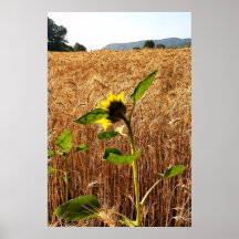 Sonnenblumen und Weizen