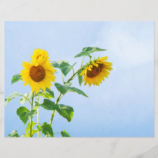Sonnenblumen unter blauem Sommerhimmel (Vorderseite)