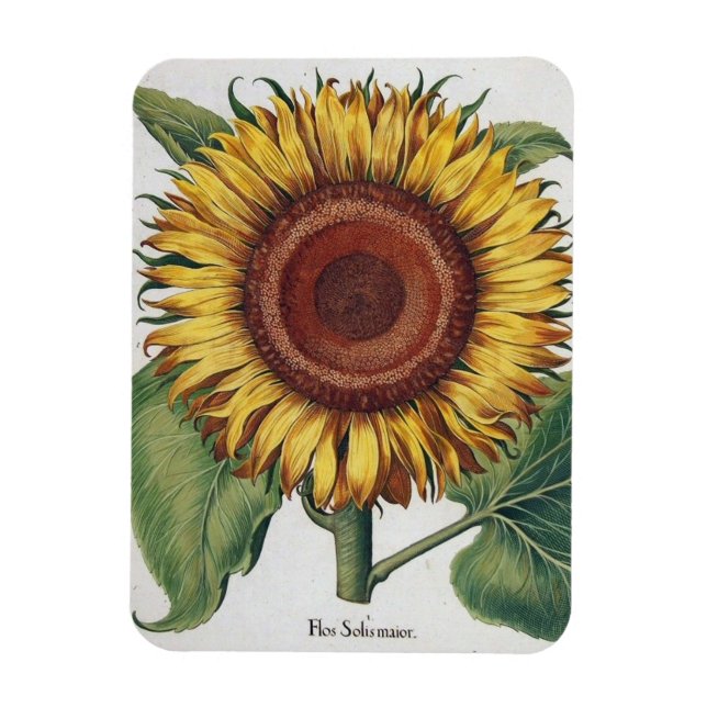 Sonnenblumen Vintag Damask Blume Art Magnet (Vertikal)