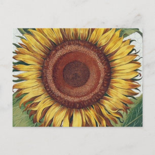 Sonnenblumen Vintag Damask Blume Art Postkarte