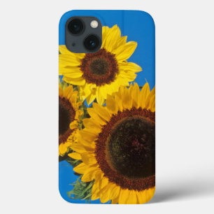 Sonnenblumen vor blauem Zaun title_seo2
