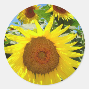 Sonnenblumenaufkleber = Blumenaufkleber Runder Aufkleber