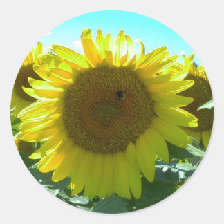 Sonnenblumenaufkleber Power Runder Aufkleber