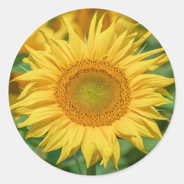 Sonnenblumenaufkleber Runder Aufkleber (Vorderseite)